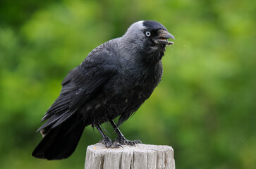 Choucas des tours © JAG IMAGES