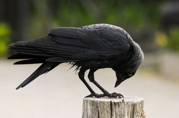 Choucas des tours © JAG IMAGES