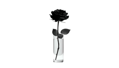 A single, black rose in a glass vase, set against a black background