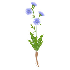 Chicory with leaves and roots on a white background..eps