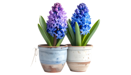 Two vibrant hyacinth flowers in pots, one purple-pink, the other blue, on a black background