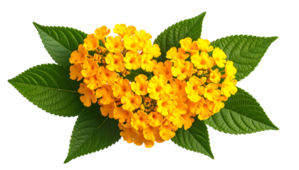 Heart-shaped arrangement of yellow flowers and green leaves on a transparent background