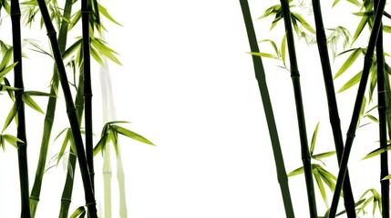 Obraz premium Bamboo Tranquility: The serene beauty of bamboo stalks, elegantly arranged, creates a sense of peace and natural simplicity, perfect for meditation and relaxation.