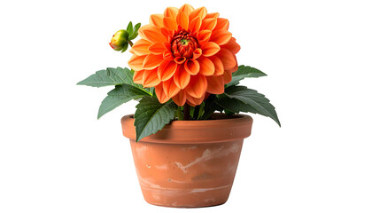 A vibrant orange dahlia in a clay pot, set against a black background
