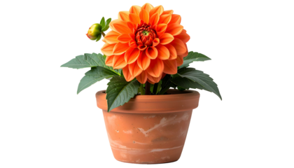 A vibrant orange dahlia in a clay pot, set against a black background