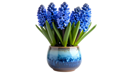 Vibrant close-up of blue hyacinth flowers in a speckled, round, ceramic pot