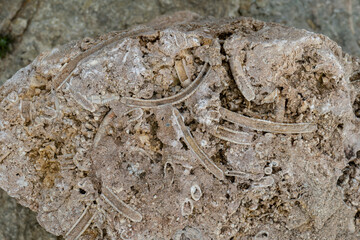 Reef Shallow Water Fauna in Anticosti, Quebec, Canada