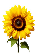 Obraz premium Vibrant sunflower with bright yellow petals on black background