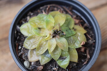 Sempervivum x hybridum Julia 