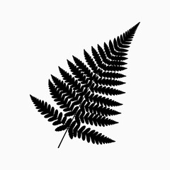 Black Fern Silhouette on White Background, Detailed Botanical Outline Illustration Element © DJ Art