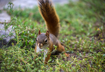 American Red Squirrel foraging in grass