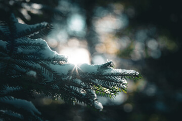 Mit Schnee bedeckter Tannenzweig