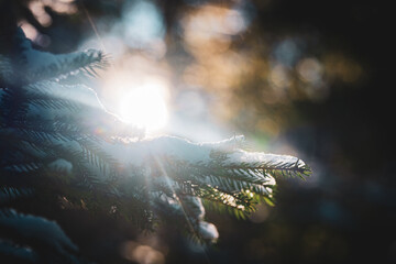 Mit Schnee bedeckter Tannenzweig