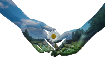 Hands holding a white daisy with landscape background isolated on transparent background