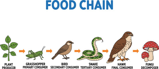 Vector illustration of biological food chain diagram with rabbit fox and eagle for science education © Sumona