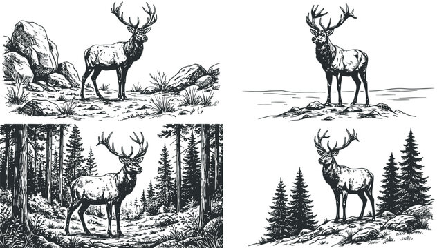 Regal forest dwellers depicted in a classic hand-drawn engraving style, showcasing their majestic presence in wild landscapes