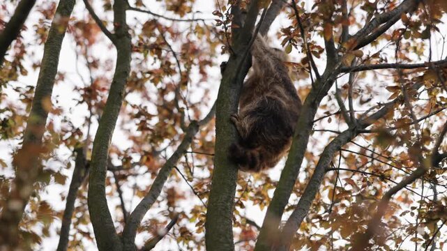 Raccoon sitting, Fall foliage, Raccoon tree. Raccoon is perched on branch surrounded by vibrant fall foliage.