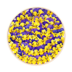 Pansy flower circular frame decoration in yellow purple colors. on white. Abstract beautiful floral arrangement for logo, greeting card. Mystique variety.