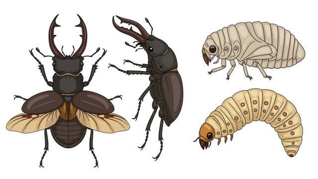 Stages of Stag Beetle Development: Larva, Pupa, and Adult Vector Illustration