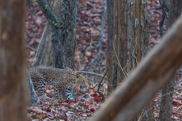 Indian leopard (Panthera pardus fusca)
