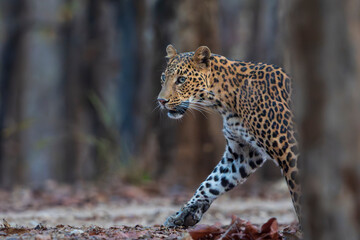 Indian leopard (Panthera pardus fusca)