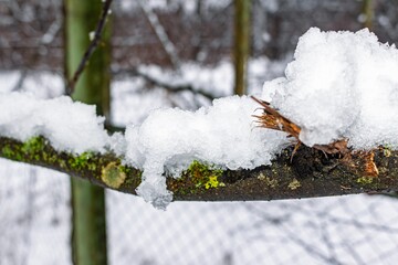 A winter wonderland scene with pristine fresh snow resting gently on a mossy branch. Nature's quiet beauty in frosty embrace. Serene cold season vibe