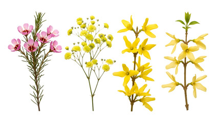 A vibrant collage of four distinct flowering plant species with pink and yellow blooms against a stark black background for contrast