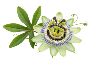 Vibrant passion flower bloom and foliage, transparent background with copy space, studio lighting, concept of botanical study