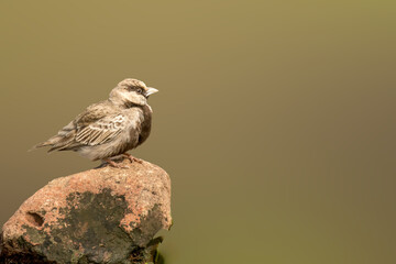 Ashy crowned sparrow Lark on the rock in grassland