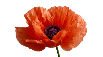 Obraz premium Vibrant orange poppy in full bloom isolated on white background