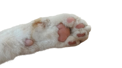 Close-up of cat paw with pink pads and white fur isolated on white background