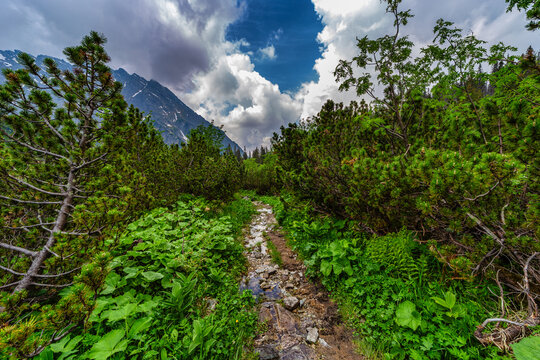 A rocky tourist path winds through vibrant green ferns and pine forests in the High Tatras National Park. In the background, majestic mountain ridges rise under powerful cumulus clouds. View from the 