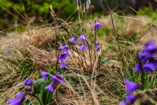 Close-up of beautiful Carpathian snowbell (Soldanella carpatica) blooming in a mountain meadow. Early spring flora in the High Tatras National Park, Slovakia, with a soft blurred background.