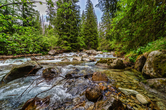 Rushing mountain river flowing over rocks in a dense evergreen forest. Captured in the High Tatras National Park, Slovakia. Pristine nature with mossy stones and crystal clear water in summer. - Powered by Adobe