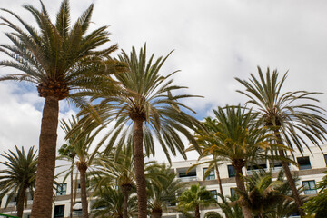 large Canary Island Date Palms against multi-story residential, holiday apartment complex in Maspalomas, Spanish island, Gran Canaria, Canary archipelago. Is palm is native to the Canary Islands.