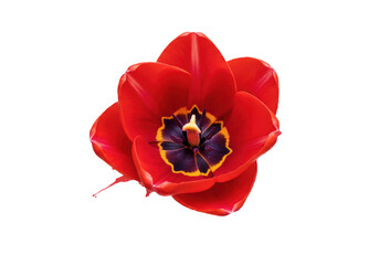 Red tulip, crimson petals, dark stamen, purple pistil, digital watercolor on transparent with expressive red and black paint splatters, vibrant botanical art