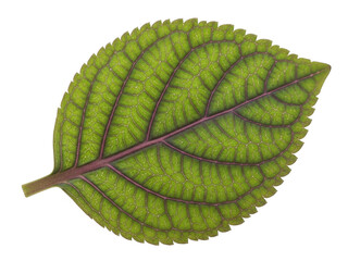 Single green leaf with veins isolated on transparent background