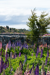 Vertical View of Lupine Field with Gabion Stone Wall and Young Tree, Summer Lupines in Bloom with Stone Landscaping and Tree in Countryside