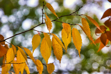 Beautiful golden birch leaves in the fall: natural macro photography with a wonderful light bokeh effect in the background. Autumnal desktop.
