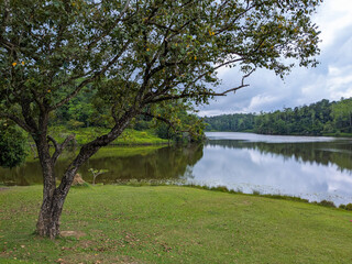 Peaceful Forest Lake Landscape
