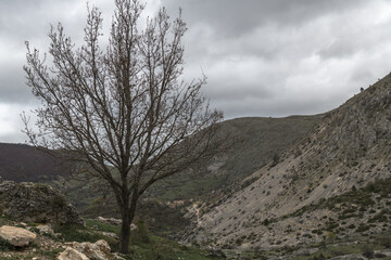 Berglandschaft mit Baum in den Abruzzen