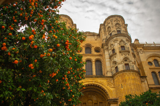 Orange tree in front of M&aacute;laga Cathedral &ndash; Mediterranean city and heritage architecture