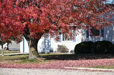 Fallen Leaves in the Front Yard