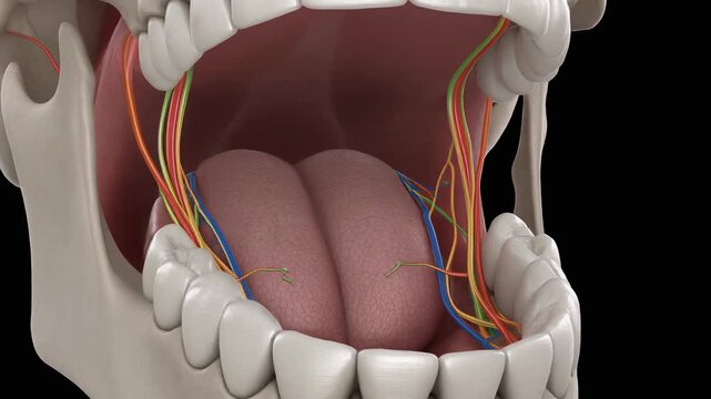 3D animation of human incisive foramen, tongue, teeth, nerves, and blood vessels