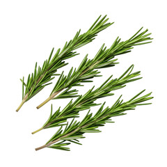 Fototapeta premium Fresh green rosemary herbs close up with vibrant needle leaves on white background