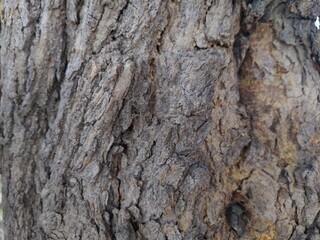 Embossed texture of the bark of oak.
