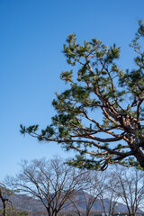 Obraz premium tree and sky