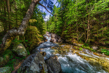 Obraz premium A powerful mountain stream rushing over rocks in a lush green coniferous forest. Crystal clear water and sun-drenched trees in the Tatra National Park, Slovakia.