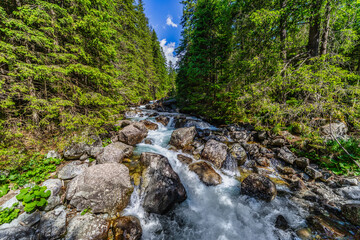 Fototapeta premium A powerful mountain stream rushing over rocks in a lush green coniferous forest. Crystal clear water and sun-drenched trees in the Tatra National Park, Slovakia.
