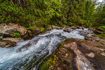 A powerful mountain stream rushing over rocks in a lush green coniferous forest. Crystal clear water and sun-drenched trees in the Tatra National Park, Slovakia.